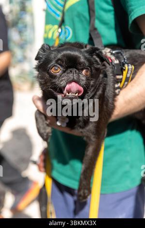 Un piccolo cane nero è tenuto da una persona. Foto Stock