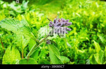 Piccolo gruppo di gemme e foglie di borragia pianta in un giardino. Foto Stock