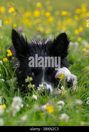 Border Collie cucciolo in un prato di fiori selvatici in un'umida mattina d'estate. Hawes, North Yorkshire, Regno Unito. Foto Stock