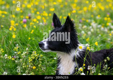 Border Collie cucciolo in un prato di fiori selvatici in un'umida mattina d'estate. Hawes, North Yorkshire, Regno Unito. Foto Stock