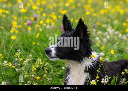 Border Collie cucciolo in un prato di fiori selvatici in un'umida mattina d'estate. Hawes, North Yorkshire, Regno Unito. Foto Stock