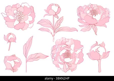 Collezione di fiori di peonia, gemme, vapori e foglie disegnati a mano, perfetta per colorare le pagine. Illustrazione Vettoriale
