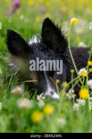 Border Collie cucciolo in un prato di fiori selvatici in un'umida mattina d'estate. Hawes, North Yorkshire, Regno Unito. Foto Stock