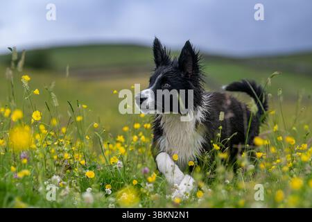 Border Collie cucciolo in un prato di fiori selvatici in un'umida mattina d'estate. Hawes, North Yorkshire, Regno Unito. Foto Stock