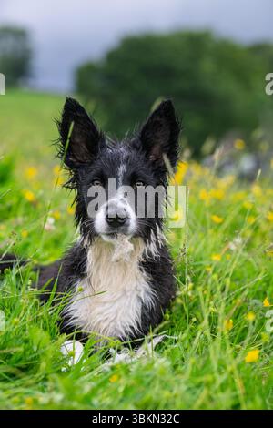 Border Collie cucciolo in un prato di fiori selvatici in un'umida mattina d'estate. Hawes, North Yorkshire, Regno Unito. Foto Stock