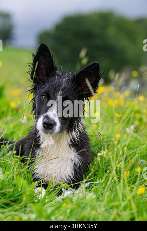 Border Collie cucciolo in un prato di fiori selvatici in un'umida mattina d'estate. Hawes, North Yorkshire, Regno Unito. Foto Stock
