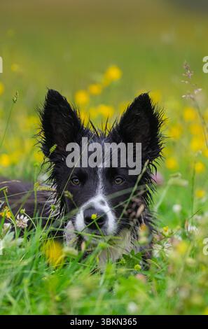 Border Collie cucciolo in un prato di fiori selvatici in un'umida mattina d'estate. Hawes, North Yorkshire, Regno Unito. Foto Stock