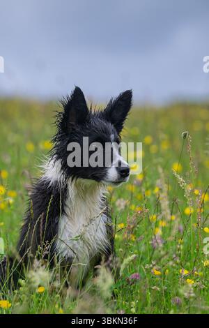Border Collie cucciolo in un prato di fiori selvatici in un'umida mattina d'estate. Hawes, North Yorkshire, Regno Unito. Foto Stock