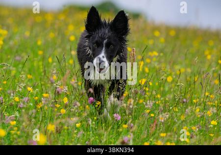 Border Collie cucciolo in un prato di fiori selvatici in un'umida mattina d'estate. Hawes, North Yorkshire, Regno Unito. Foto Stock