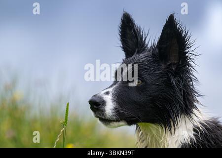 Border Collie cucciolo in un prato di fiori selvatici in un'umida mattina d'estate. Hawes, North Yorkshire, Regno Unito. Foto Stock