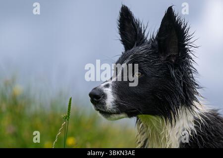 Border Collie cucciolo in un prato di fiori selvatici in un'umida mattina d'estate. Hawes, North Yorkshire, Regno Unito. Foto Stock