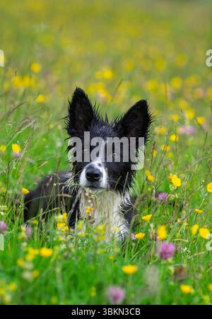 Border Collie cucciolo in un prato di fiori selvatici in un'umida mattina d'estate. Hawes, North Yorkshire, Regno Unito. Foto Stock