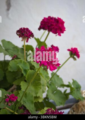 Fiori di geranio edera rosa-rosso fioriscono contro una parete bianca illuminata dal sole in vista ravvicinata. Foto Stock