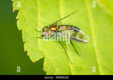 Condylostylus patibulabus diptera in posa su una foglia verde con spazio di copia e sfondo sfocato Foto Stock