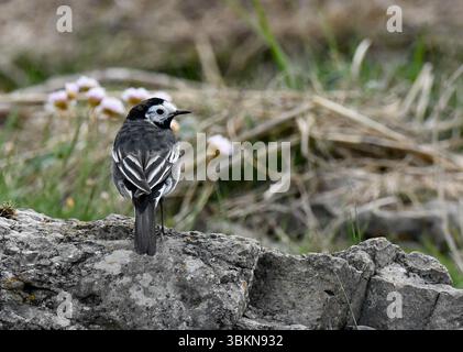 Una treccia pied, Arnside, Milnthorpe, Cumbria, Regno Unito Foto Stock