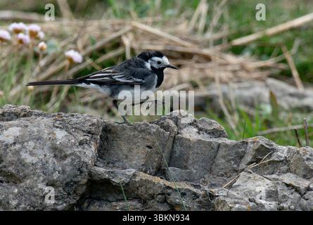 Una treccia pied, Arnside, Milnthorpe, Cumbria, Regno Unito Foto Stock