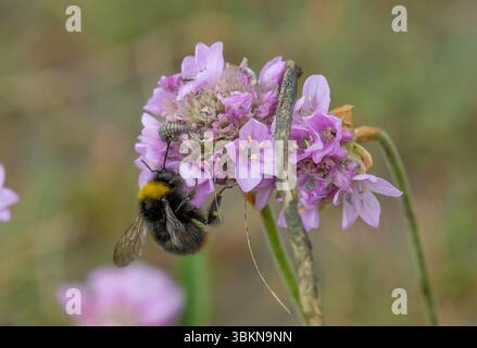 Un'ape bufala che raccoglie polline da un Sea Thrift, Arnside, Milnthorpe, Cumbria, Regno Unito Foto Stock