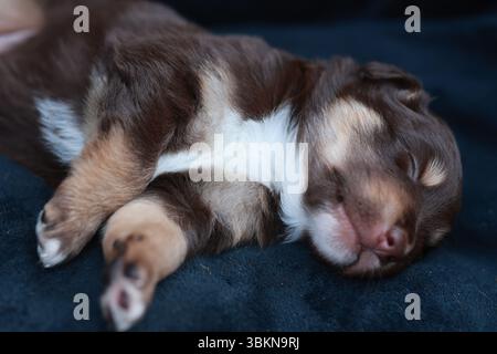 Il cucciolo marrone e bianco dorme su una coperta blu Foto Stock