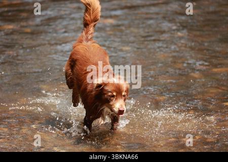 Il cane marrone sta correndo attraverso un flusso d'acqua Foto Stock