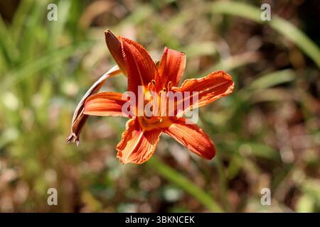 Il Daylily Hemerocallis fulva, chiamato anche arancio giglio diurno e giglio fosso, presenta una singola fioritura arancione a forma di tromba con petali ondulati e giallo Foto Stock