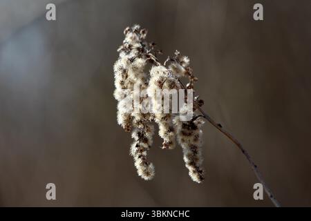 Verga d'oro Solidago virgaurea, chiamata anche verga d'oro europea e mosto di ferita, mostra ammassi gocciolanti di soffici semi bianchi su steli marroni Foto Stock