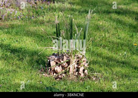 Iris pseudacorus, noto anche come bandiera gialla e Iris d'acqua, mostra nuove foglie verdi verticali che emergono da un gruppo di foglie secche arricciate, crescendo Foto Stock