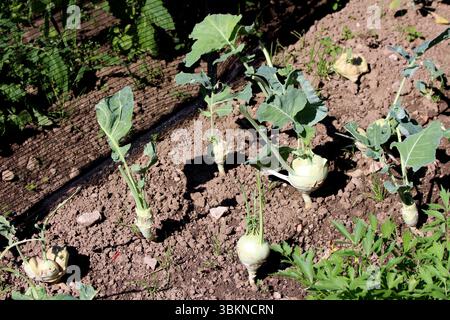 Il kohlrabi Brassica oleracea, chiamato anche rapa tedesca e rapa a steli, mostra gambi gonfi verdi pallidi con foglie verticali, che crescono in terreno sciolto Foto Stock