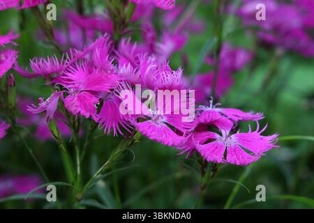 Garofano con frange Dianthus superbus, chiamato anche superbo rosa e con frange rosa, mostra rosa brillante, petali tagliati profondamente in una fioritura a grappolo, crescendo W Foto Stock
