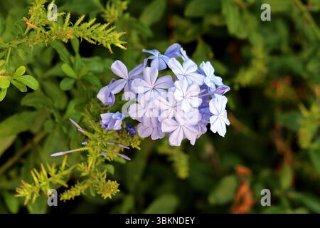 Plumbago Plumbago auriculata, chiamato anche Leadwort e Skyflower, forma un ammasso di fiori azzurri a forma di stella tra foglie verdi lucide, blo Foto Stock