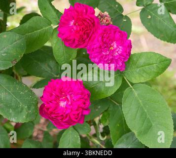 Rosa 'De Resht' Foto Stock