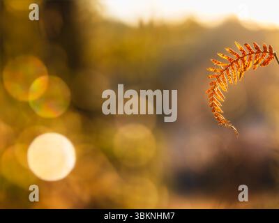 Le felci dorate catturano la calda luce dell'autunno in Svezia, mostrando colori vivaci e morbidi bokeh. L'ambiente tranquillo cattura l'essenza dell'autunno Foto Stock