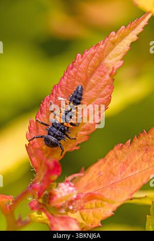 vista dall'alto vista ravvicinata di una larva arancione nera della multicolore coccinella asiatica con interessanti setole sul corpo che mangiano afidi verdi Foto Stock