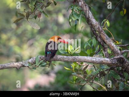 kingfisher con ali marroni arroccato in silenzio in un lussureggiante habitat forestale di mangrovie. Questa foto è stata scattata dal Sundarbans National Park, Bangladesh. Foto Stock