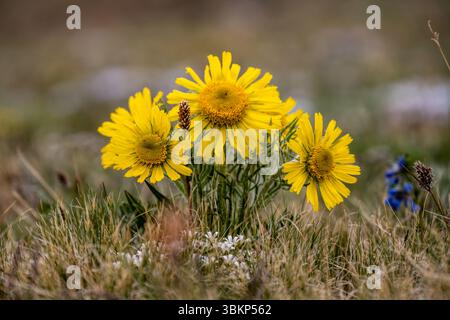 Piccolo gruppo di fiori di Pentanema Hirtum che crescono in basso nella Tundra nel Parco Nazionale delle Montagne Rocciose Foto Stock