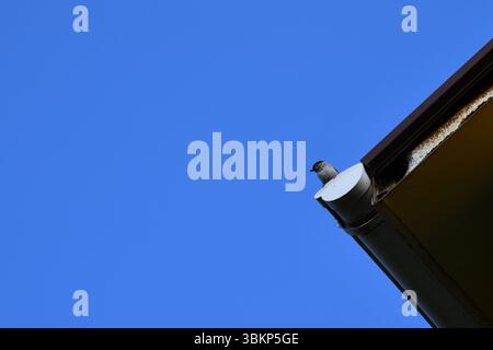 Uccelli seduti su pannelli solari sul tetto piastrellato di casa, pannelli solari sporchi di gocciolamento di piccione. Foto Stock