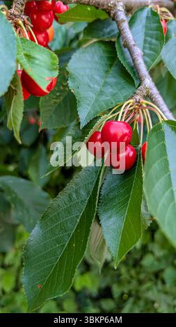 Le ciliegie rosse brillanti maturano su un ramo d'albero illuminato dal sole, circondate da foglie verdi lussureggianti, un vibrante segno della raccolta dei frutti all'inizio dell'estate nel frutteto. Foto Stock