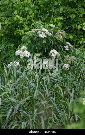 Mirtillo nero americano, Sambucco canadensis Foto Stock
