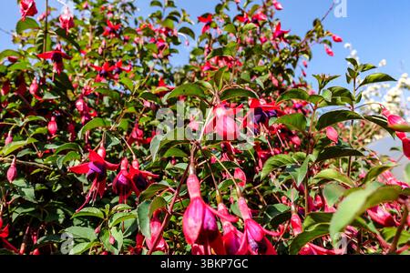 Primo piano della Fuchsia magellanica in fioritura vivace, con fiori rosa e viola che scendono attraverso il verde del fogliame sotto un cielo estivo limpido in Irelan Foto Stock