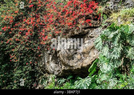 La bougainvillea glabra in piena fioritura rossa sgorga sopra la roccia vulcanica sopra le lussureggianti foglie di Monstera deliciosa in un giardino tropicale di Madeira. Foto Stock