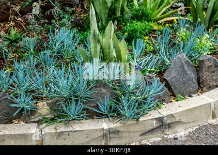 Un gruppo di serpeni Senecio (bacchette blu) succulente cresce tra le rocce vulcaniche in un letto paesaggistico a Madeira, in Portogallo, con altri climi secchi Foto Stock