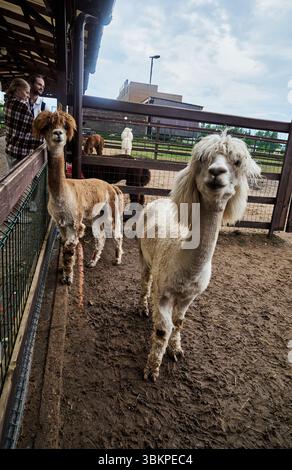 Due alpaca pelosi in una penna allo zoo Foto Stock