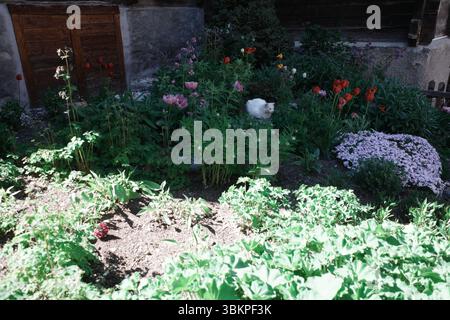 Un gatto bianco siede in un vivace giardino, circondato da vari fiori, tra cui tulipani rossi e rosa e lussureggiante fogliame verde. Foto Stock