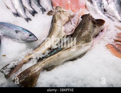 Merluzzo bianco crudo su ghiaccio al banco del mercato del pesce Foto Stock