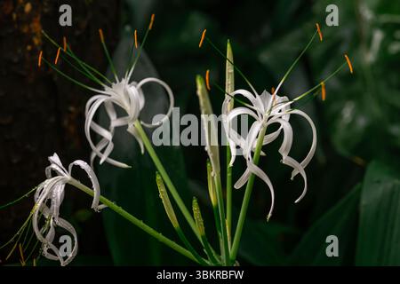 Il Crinum asiaticum, comunemente noto come bulbo velenoso, giglio di crinum gigante, giglio di crinum grande, giglio di ragno, è una specie di pianta ampiamente piantata in molti rami più caldi Foto Stock