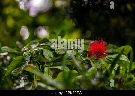 USA Hawaii Isole Kauai primo piano di Red 'ohi'a lehua Flower. Foto Stock