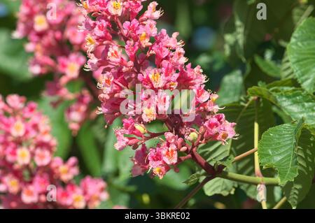 Ippocastano rosso (Aesculus x carnea) - un ibrido con vibranti ammassi di fiori verticali. Foto Stock