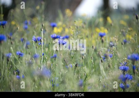 Un campo di vibranti fiori di mais blu e fiori selvatici gialli ondeggiano dolcemente nella brezza sotto la luce soffusa del sole, una perfetta scena naturale. Foto Stock