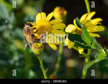 l'ape su senecio inaequidia la fioritura di ragmosto lievitato Foto Stock