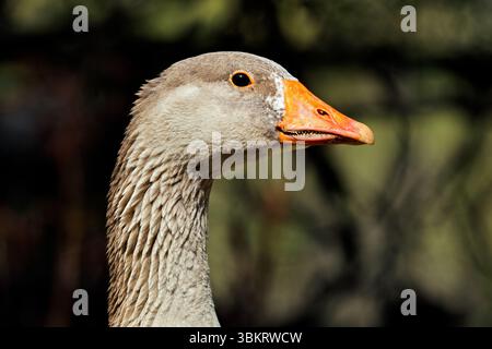 Ritratto ravvicinato di un'oca domestica (specie di Anser) con luce naturale Foto Stock
