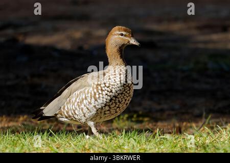 Una femmina di anatra da legno australiana (Chenonetta jubata) in habitat naturale, Australia meridionale Foto Stock